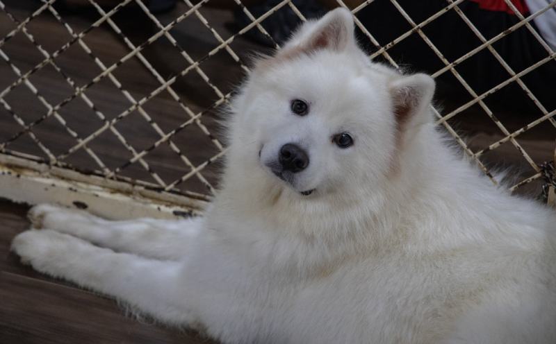 Cream Samoyed looking at the camera