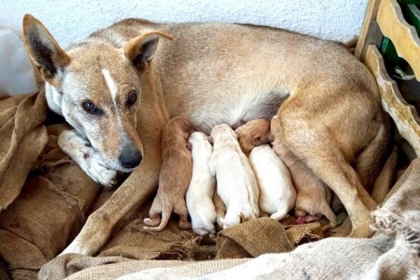 Cretan Hound