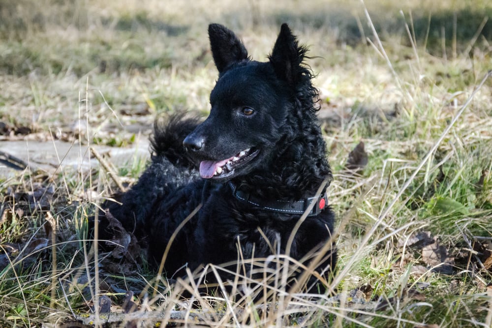 Croatian Shepherd puppy