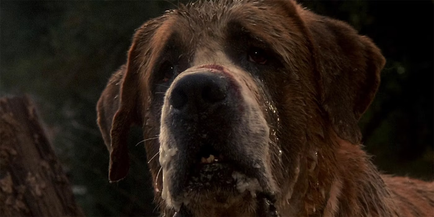 Cujo Dog Warner Bros. Pictures