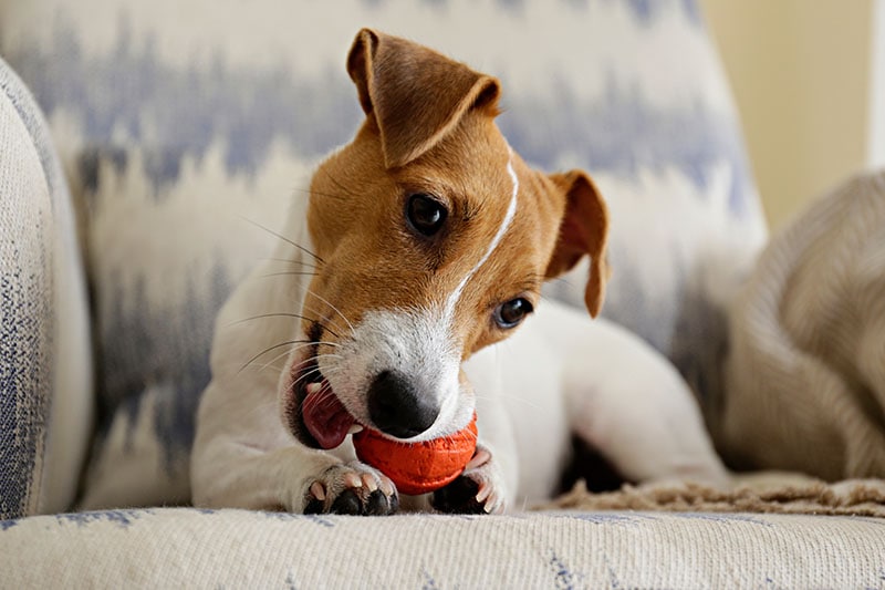 Curious-Jack-Russell-Terrier-puppy-playing-with-favorite-toy