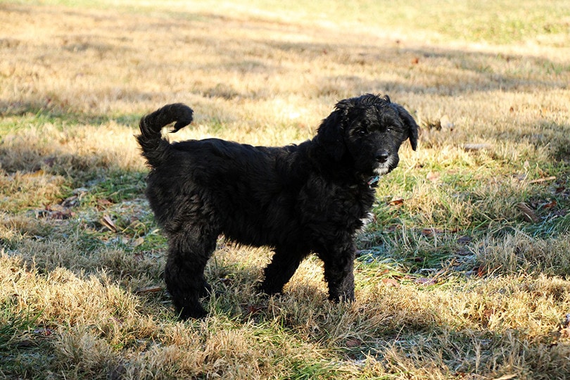 Cute Black Poodle