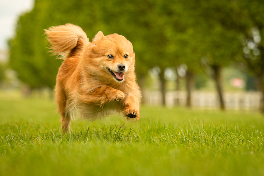 Cute Ginger German Spitz Klein Dog in Grass Park