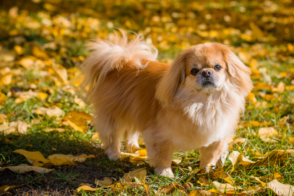 Cute and funny red light pekingese dog in autumn park playing with leaves