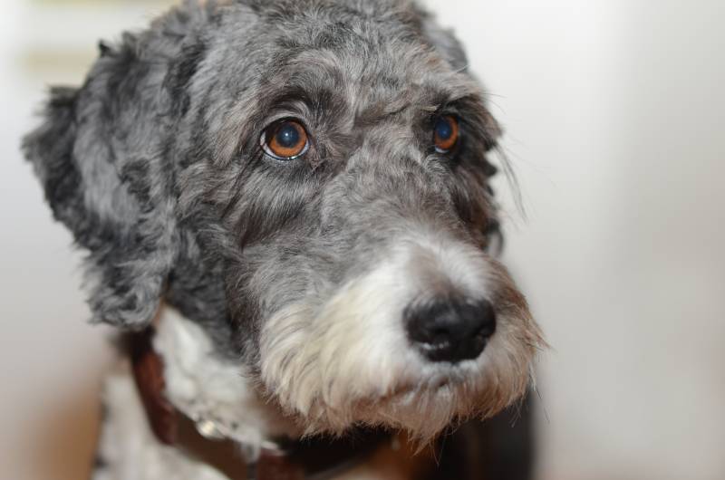 Cute aussiedoodle dog
