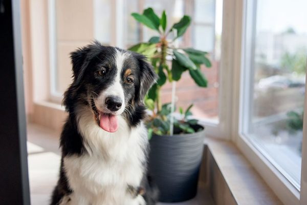 Cute australian shepherd dog at kitchen, modern interior