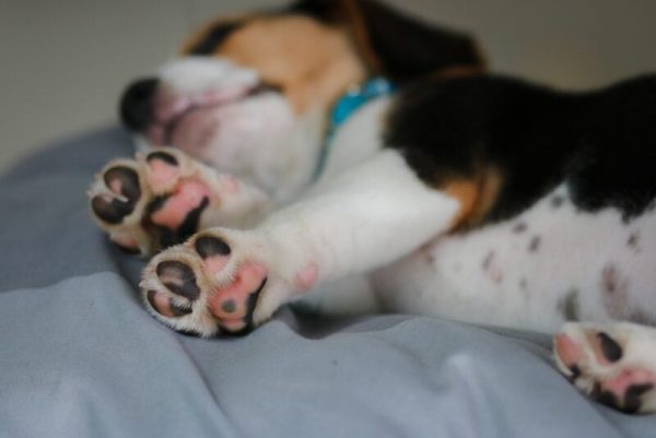 Cute beagle puppy is lying on a gray cloth with his bed