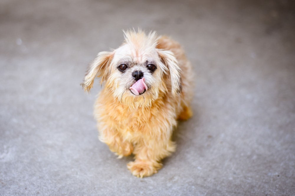 Cute brown mixed breed go with mohawk
