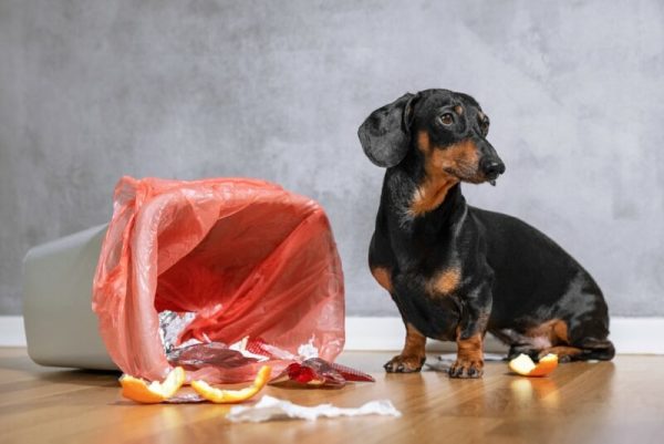 Cute dachshund dog near a tipped over trash can