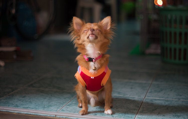Cute dog barking
