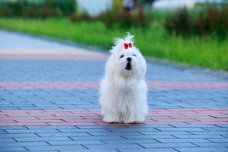 Cute dog breed Maltese stands on paving slabs