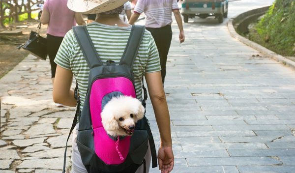 Cute dog peeking from animal carrying backpack