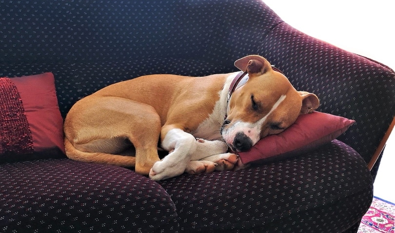 Cute dog sleepin on couch