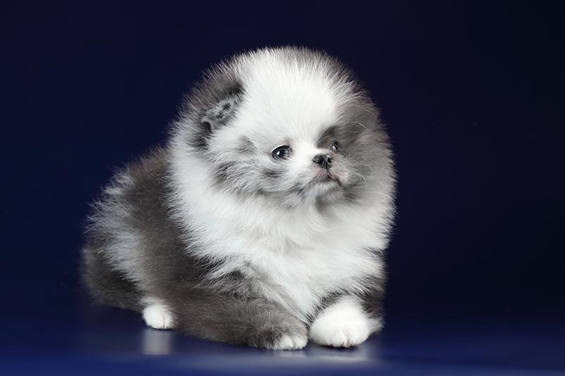 Cute fluffy Pomeranian puppy on a blue background