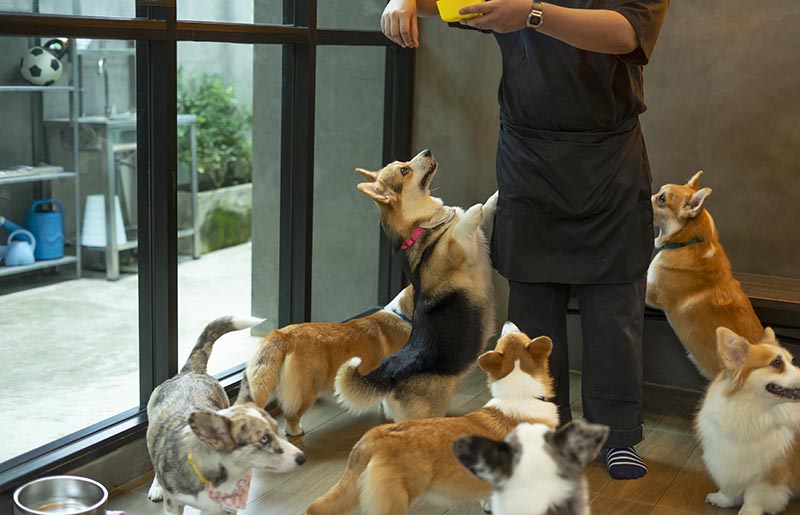 Cute-hungry-Welsh-corgi-dogs-waiting-for-food-from-dog-sitter-in-dog-cafe_Verin_Shutterstock