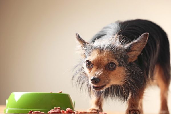 Cute little dog eating food