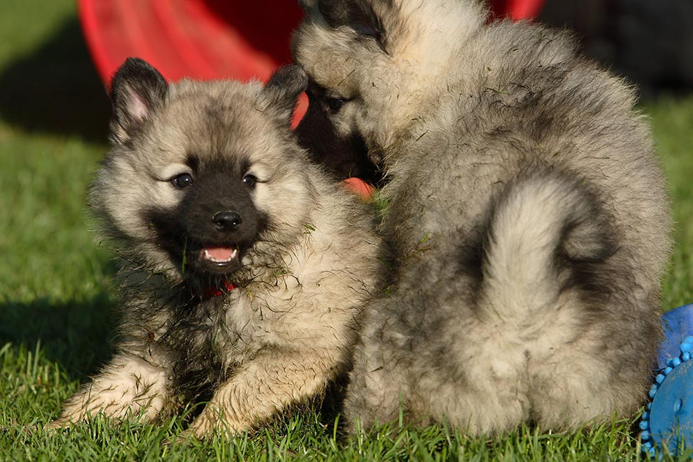 Cute little fluffy keeshond puppy