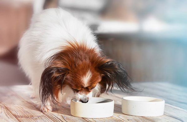 Cute papillon dog eats food from plates in the room