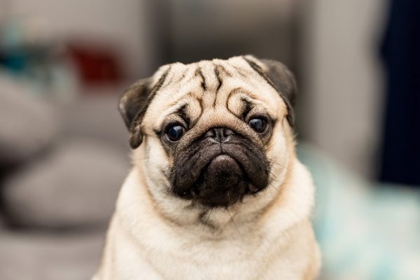 Cute pug_220 Selfmade studio_Shutterstock