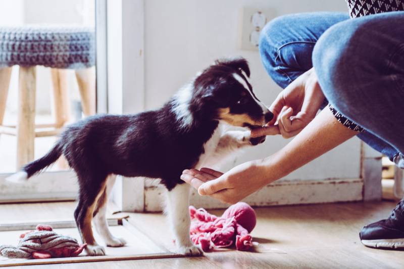 Cute puppy training paw command chewing kibble