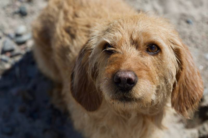 Cute red fluffy Basset Fauve de Bretagne dog on the beach in summer