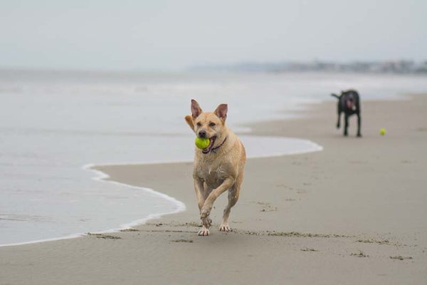 Cute rescue Labrador Retriever mix retrieving a tennis ball at the beach at Fripp Island, South Carolina