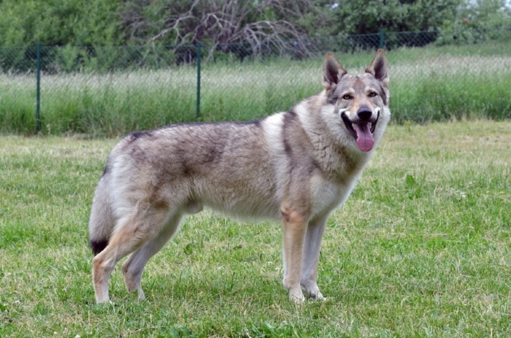 Czechoslovakian Wolfdog