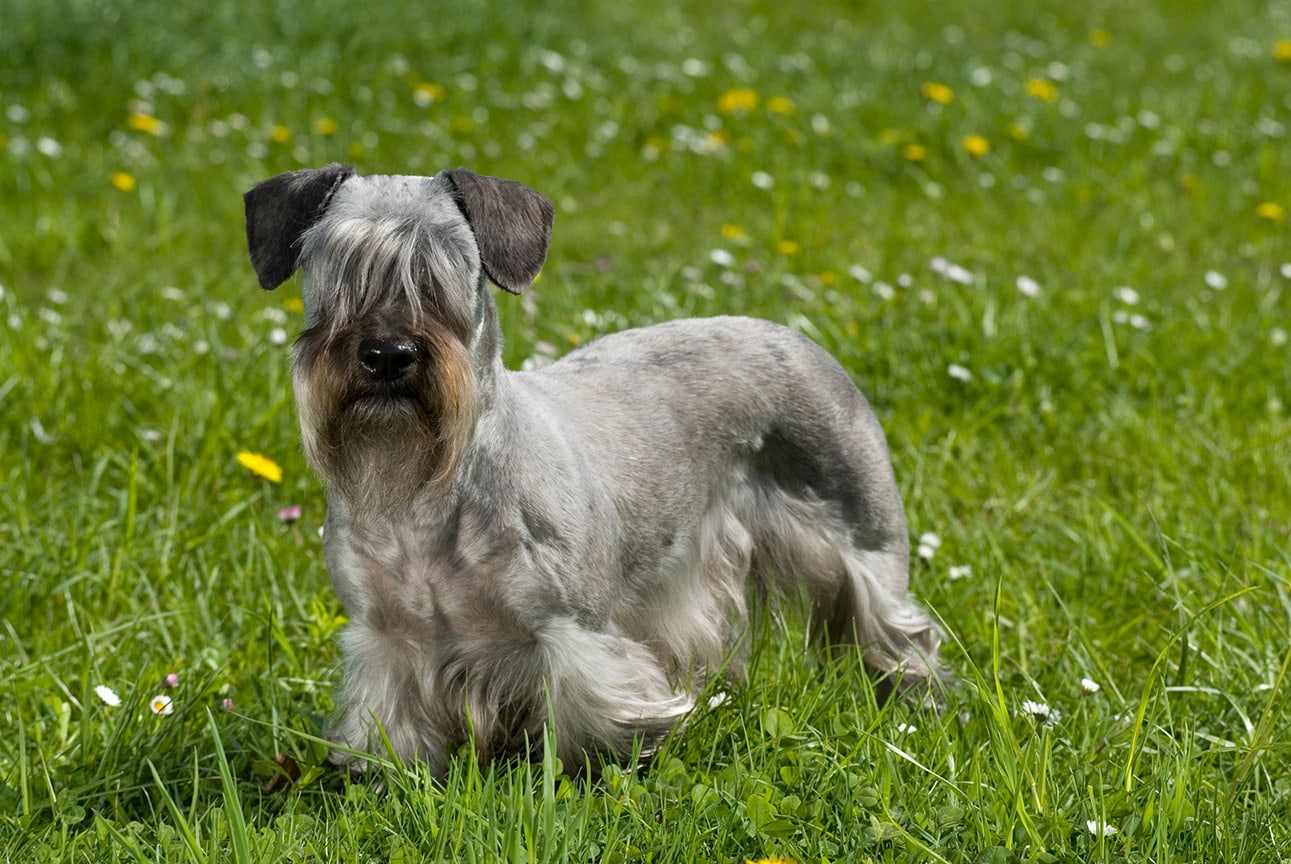 Cesky terrier