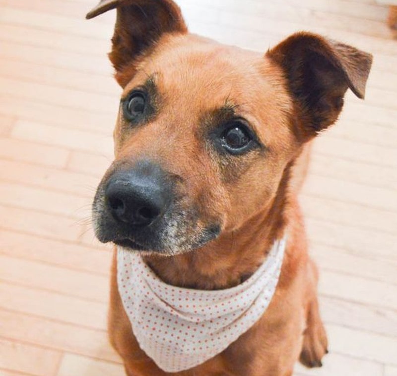 DIY Christmas Dog Bandana