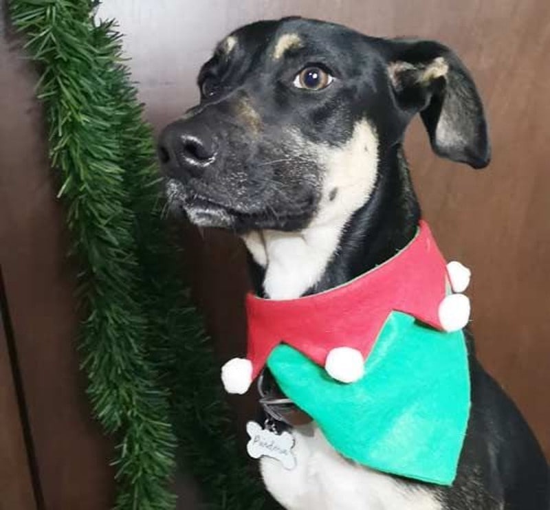 DIY Christmas Dog Bandana