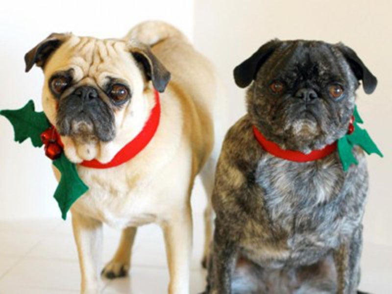 DIY Christmas Dog Collar