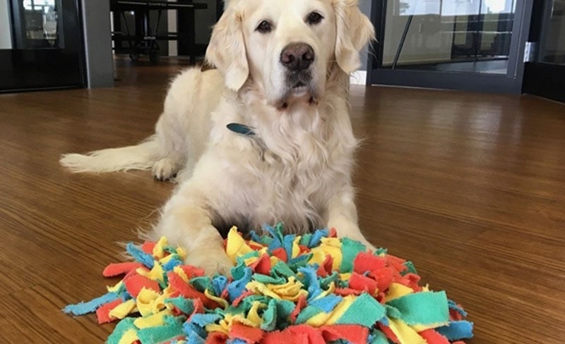 DIY Christmas Dog Toys
