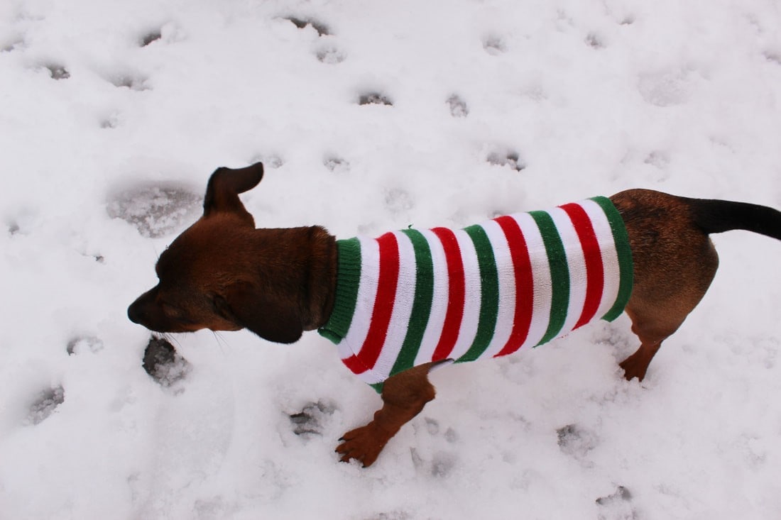 DIY Dog Sweater For Dog