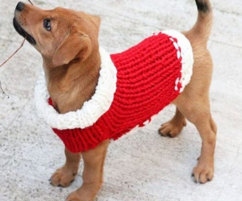 DIY Dog Sweater For Dog