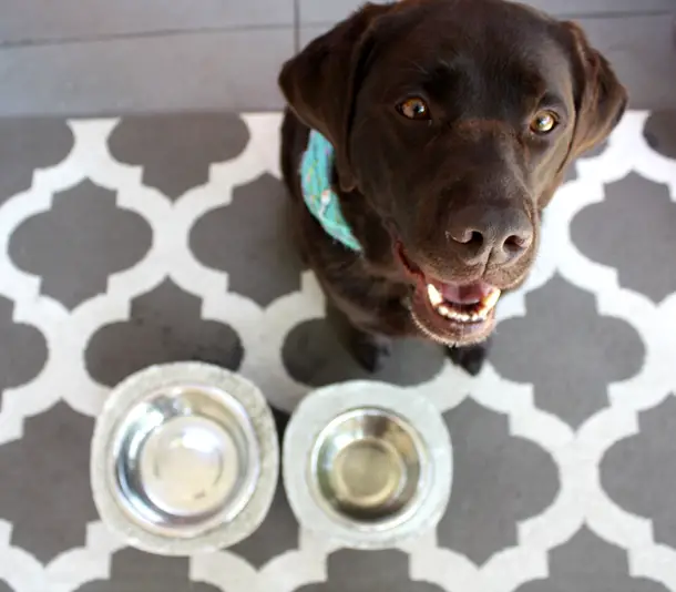 DIY Concrete Dog Bowl Stand