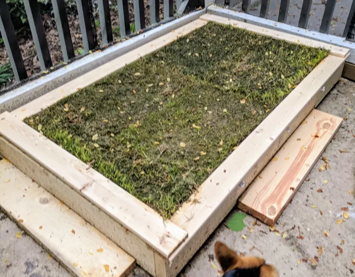 DIY Dengarden How to Build a DIY Patio Potty for Your Dog