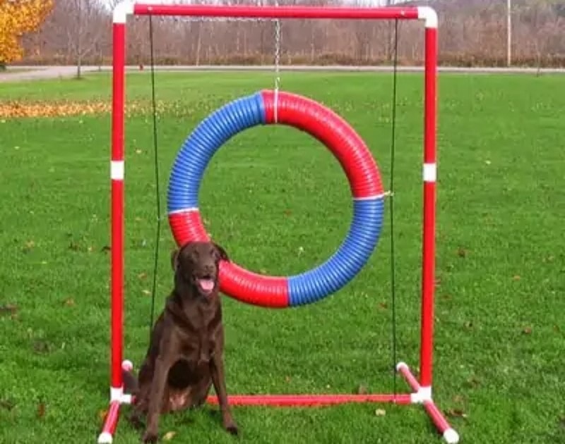 DIY Dog Agility Course