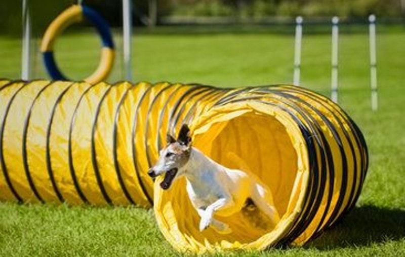 DIY Dog Agility Course