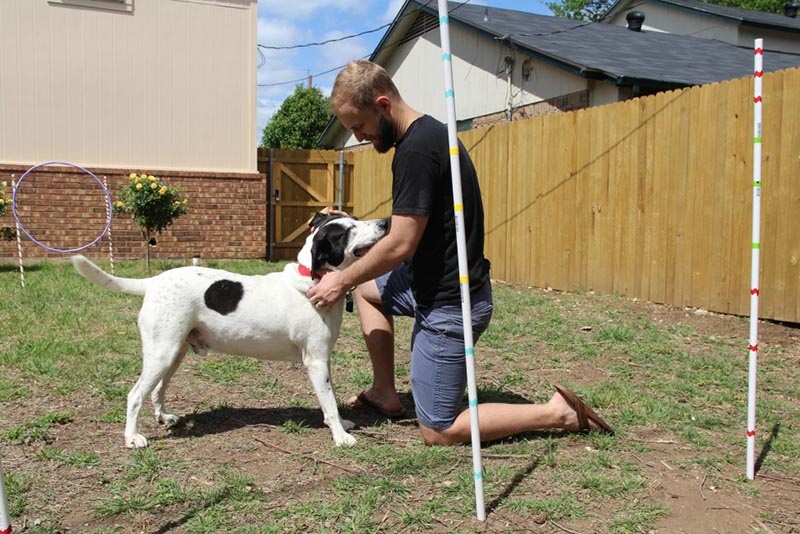 DIY Dog Agility Course