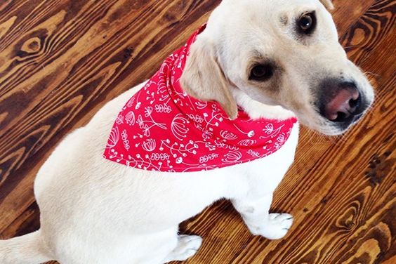 DIY Dog Bandana Sew Caroline