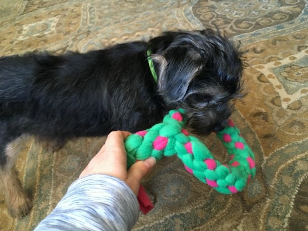 DIY Dog Christmas Wreath Tug Rope