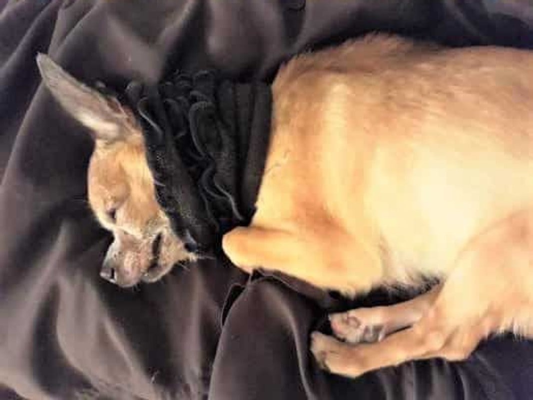 DIY Dog Collar