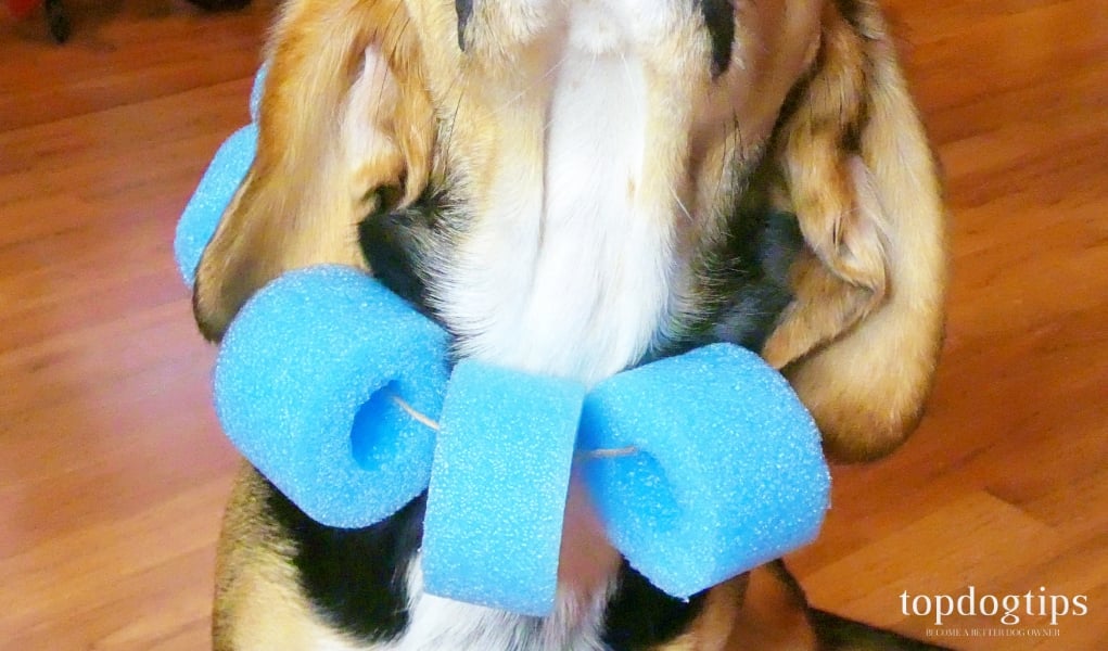 DIY Dog Collar