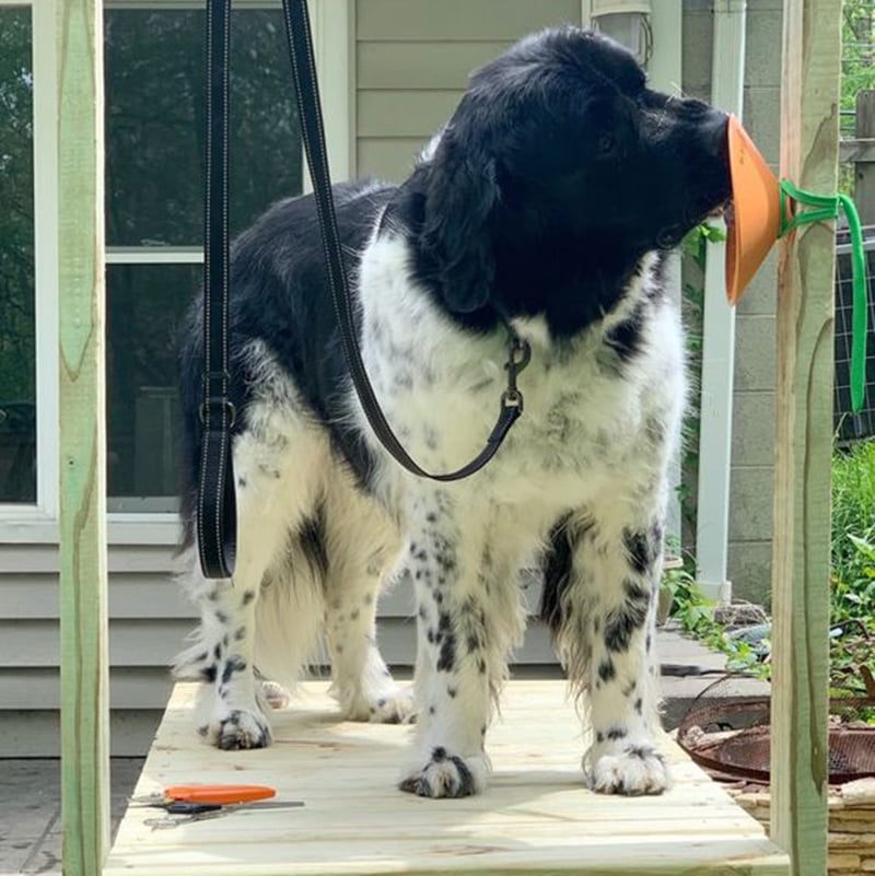 DIY Dog Grooming Table