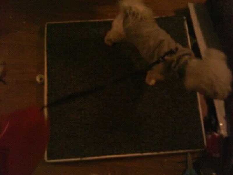 DIY Dog Indoor Potty Plans