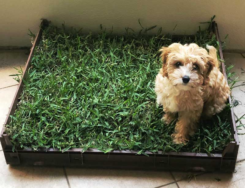 DIY Dog Indoor Potty Plans