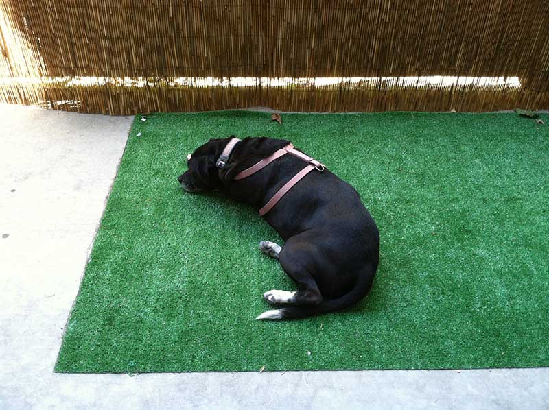DIY Dog Indoor Potty Plans