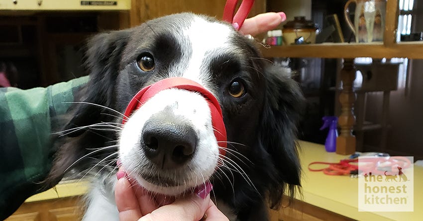 DIY Dog Muzzle Using a Leash