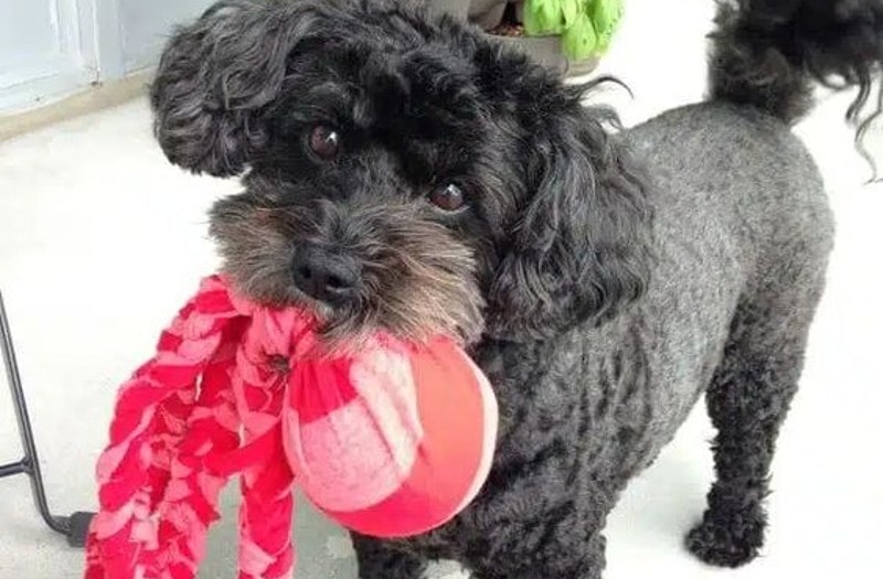 DIY Projects For Your Dog