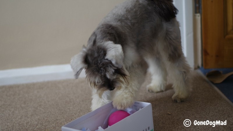DIY Dog Puzzle